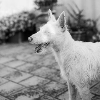 Boda en Mallorca casarse en Palma fotografos de bodas natural y elegante. Sesión de fotos el día de la boda. Reportaje de boda